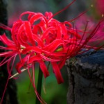 Lycoris Radiata: Meaning and Legends of the Red Spider Lily