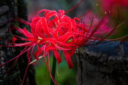 Lycoris Radiata: Meaning and Legends of the Red Spider Lily