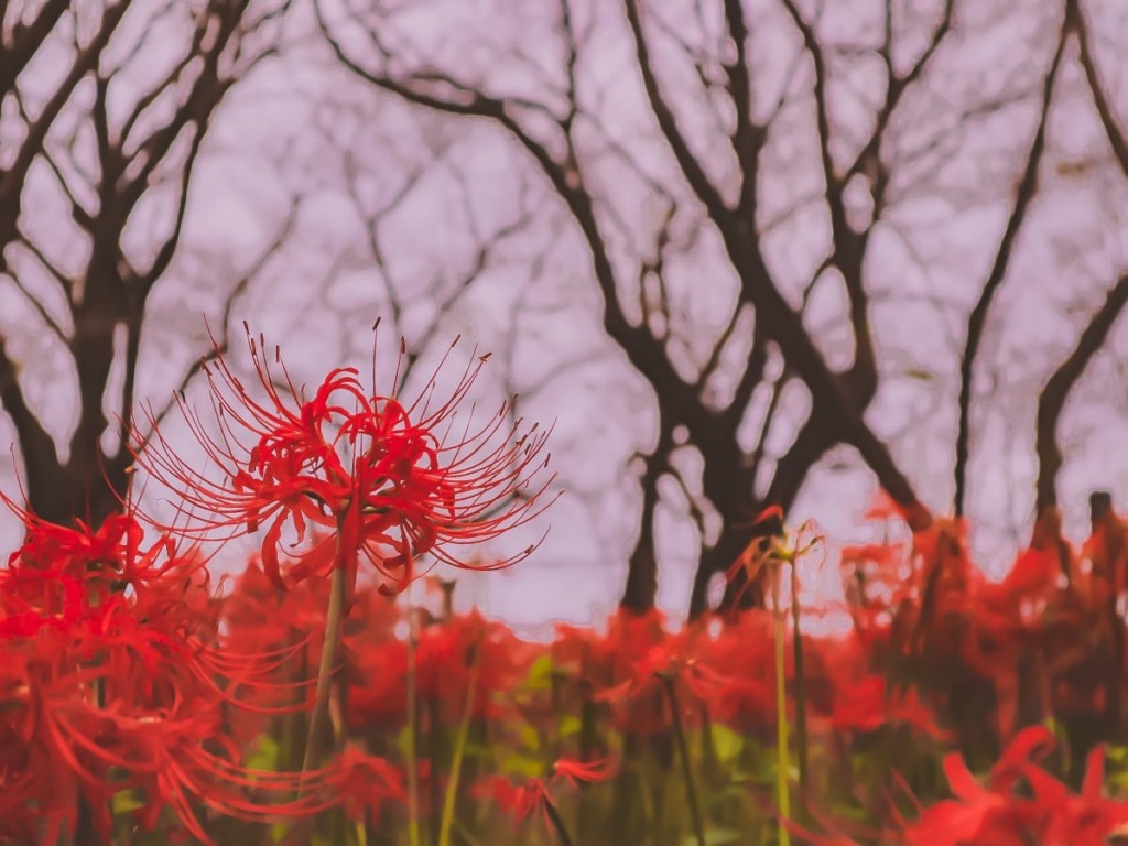 Lycoris Radiata: Story, Symbolism, and Meaning of the Spider Lily