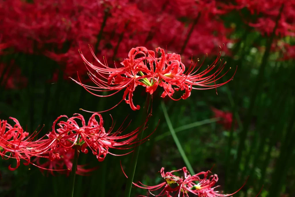 Meaning and Legends of the Red Spider Lily (Lycoris Radiata)