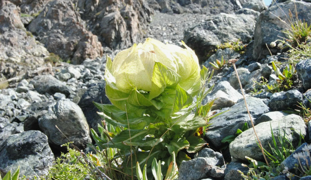 Saussurea Involucrata: The Enigmatic Snow Lotus That Blooms Once a Decade