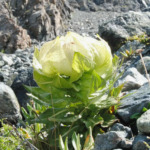 Saussurea Involucrata: The Enigmatic Snow Lotus That Blooms Once a Decade