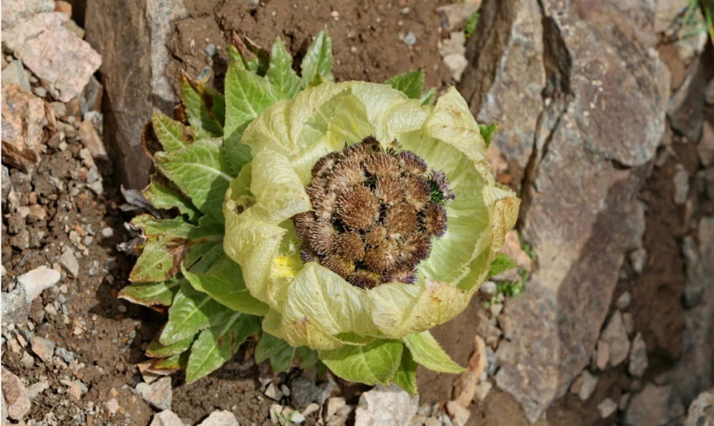 Saussurea Involucrata: The Enigmatic Snow Lotus That Blooms Once a Decade