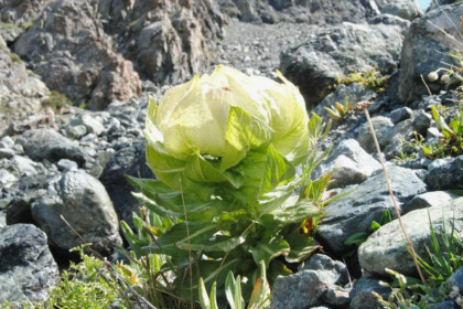 Saussurea Involucrata: The Enigmatic Snow Lotus That Blooms Once a Decade