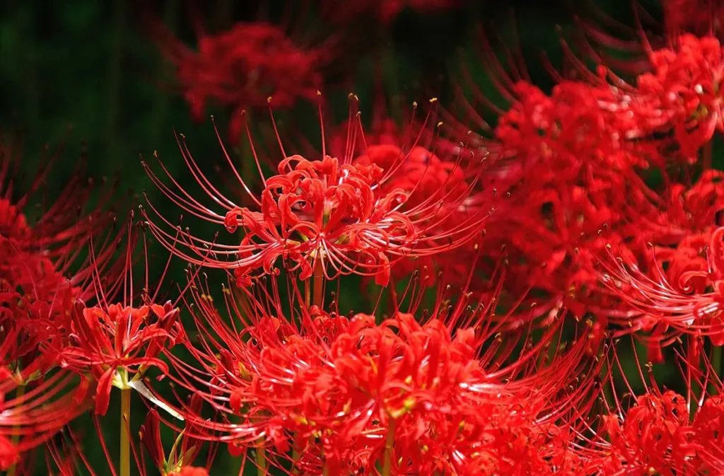 Red spider lily
